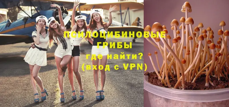 Галлюциногенные грибы Psilocybine cubensis  Коломна 